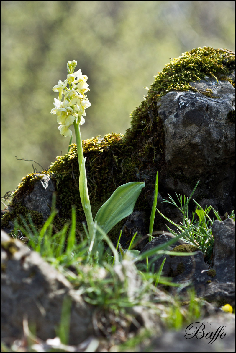 Orchis pallens